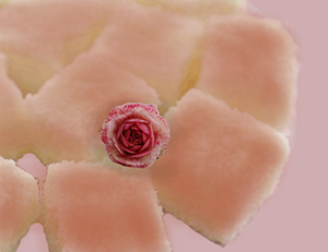 廣東淀粉 木薯淀粉 國農(nóng)淀粉 玉米淀粉